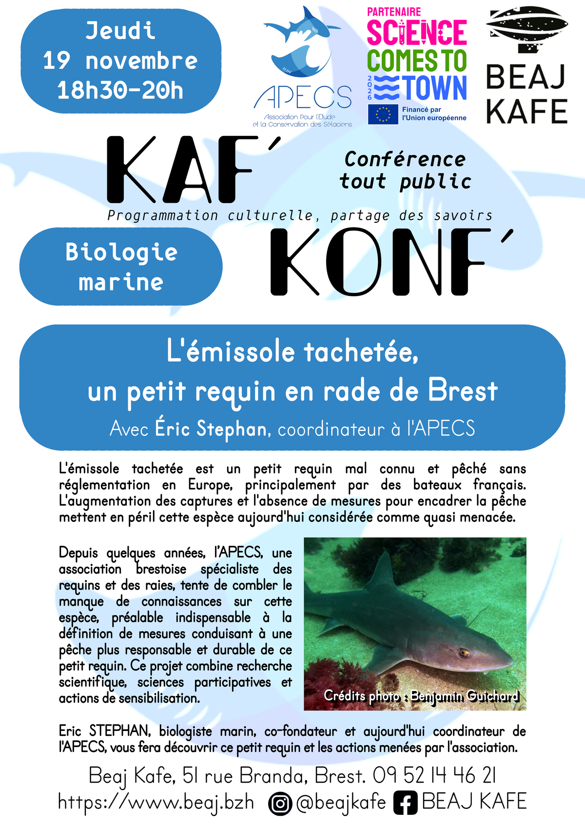 L'émissole tachetée, un petit requin en rade de Brest